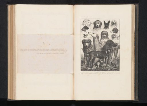 Photoreproduction of a print depicting various dog breeds