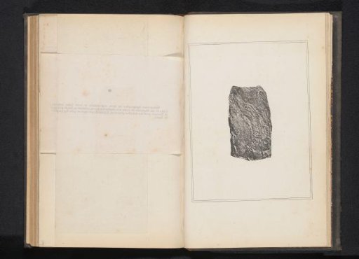 Stone with a fossil