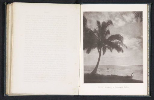 Coconut palm in Tahiti