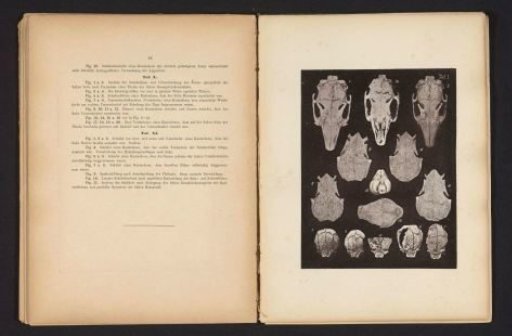 Fourteen views of a rabbit skull