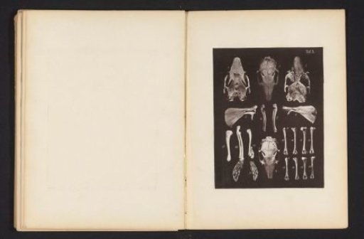 Twenty views of bones and the skull of a rabbit