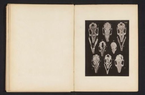 Eleven views of a rabbit's skull