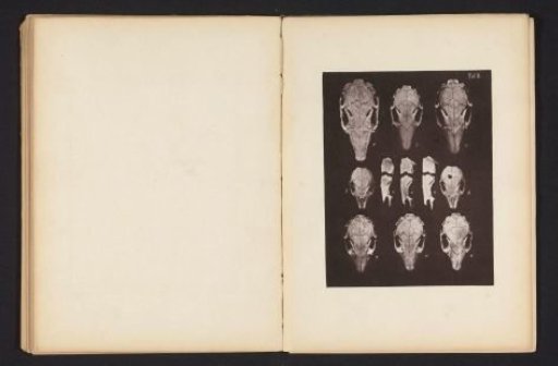 Eleven views of a rabbit skull