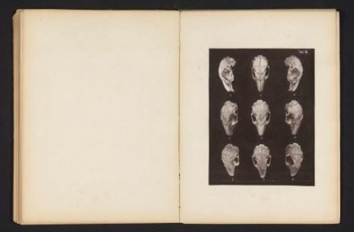 Nine views of a rabbit skull