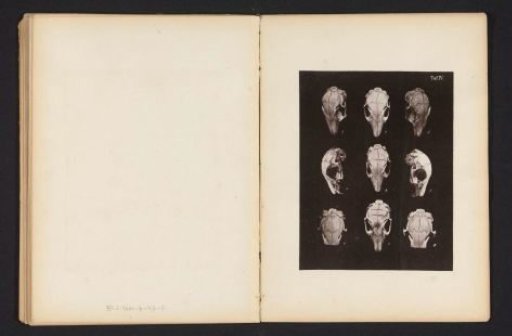 Nine views of a rabbit skull