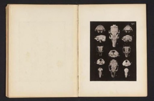 Thirteen views of a rabbit skull