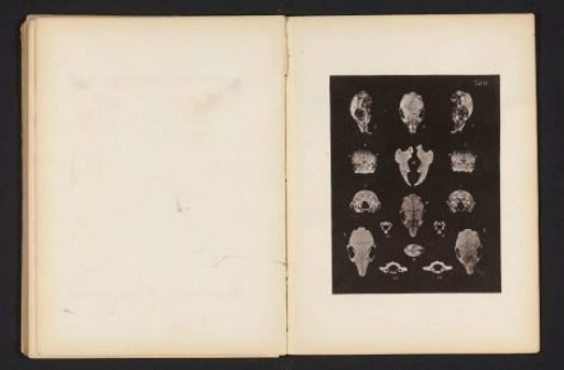 Fifteen views of a rabbit skull