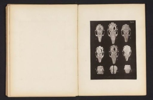 Nine views of a rabbit skull