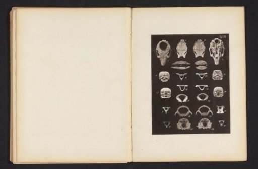Twenty-four views of parts of a rabbit's skull