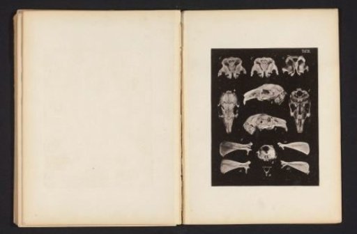 Thirteen views of parts of a rabbit's skull