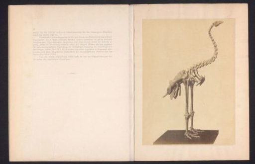Skeleton of a probable moa