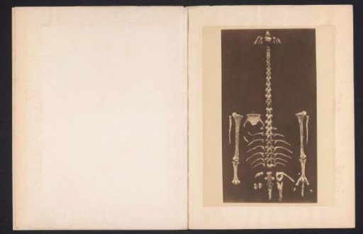 Bones of a probable moa