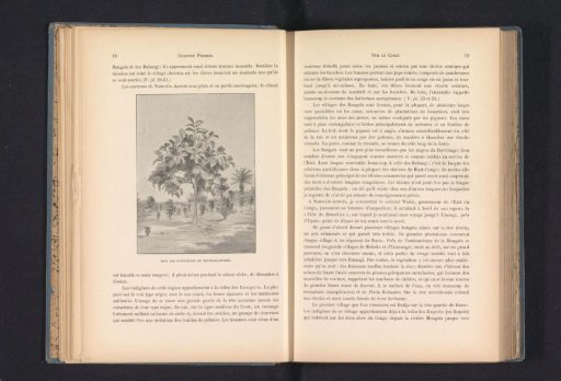 Photographic reproduction of a drawing depicting trees on a plantation at Nieuw-Antwerpen