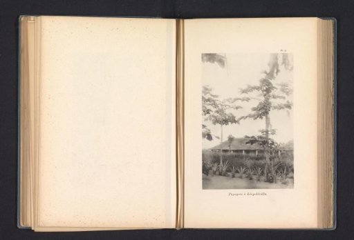 Melon trees at Leopoldstad