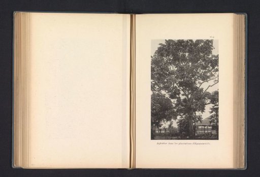 Sáfú tree on a plantation at Equateurville