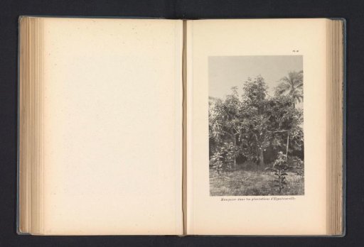 Mango tree on a plantation at Equateurville