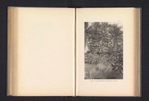 Trees in a plantation at Nieuw-Antwerpen