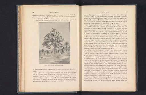 Photographic reproduction of a drawing depicting trees on a plantation at Nieuw-Antwerpen