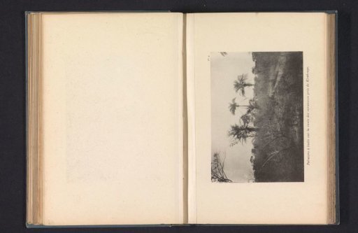 Oil palms along a caravan route near Kimbongo