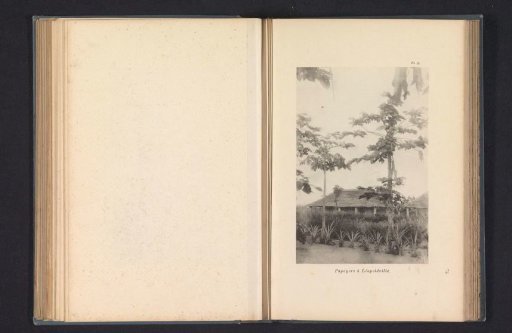 Melon trees at Leopoldstad