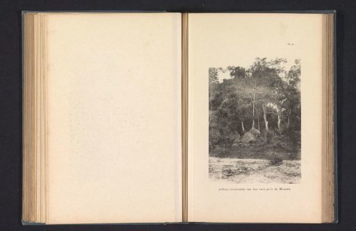 Trees on rocks near Msuata
