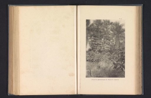 Trees in a plantation at Nieuw-Antwerpen