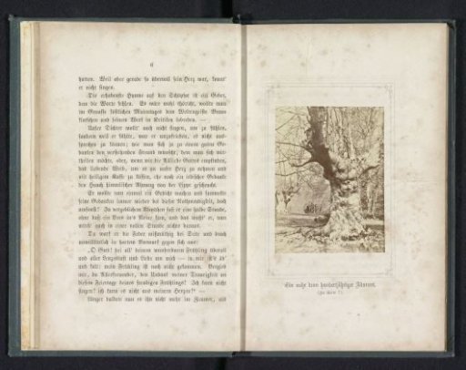 View of a tree over one hundred years old