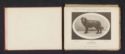 Newfoundland Privateer, winner of an honorary prize at the International Exhibition of Hunting and Luxury Dogs in 1891