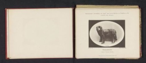 Newfoundland Miss Esmeralda, winner of second prize at the International Exhibition of Hunting and Luxury Dogs in 1891