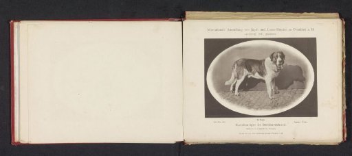 Saint Bernard Austin Friar, winner of second prize at the International Exhibition of Hunting and Luxury Dogs in 1891