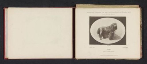 Poodle Sollo-Göller, winner of second prize at the International Exhibition of Hunting and Luxury Dogs in 1891