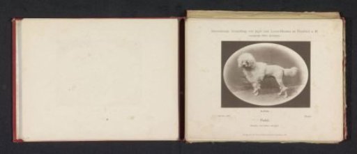 Poodle Bruno, winner of a second prize at the International Exhibition of Hunting and Luxury Dogs in 1891