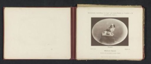 Cavalier King Charles Spaniel Bend'or II, winner of an honorary prize at the International Exhibition of Hunting and Luxury Dogs in 1891
