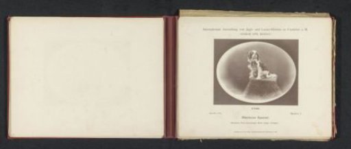 Cavalier King Charles Spaniel Bend'or I, winner of a second prize at the International Exhibition of Hunting and Luxury Dogs in 1891