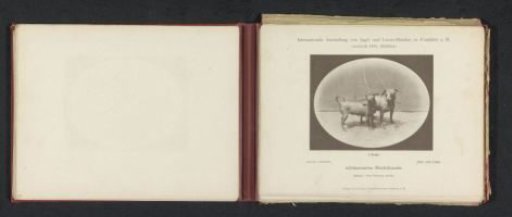 Two African Hairless Dogs, winners of prizes at the International Exhibition of Hunting and Luxury Dogs in 1891