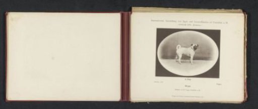 Pug Negro, winner of a second prize at the International Exhibition of Hunting and Luxury Dogs in 1891