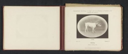 English Bulldog Gambler II, which won a second prize at the International Exhibition of Hunting and Luxury Dogs in 1891