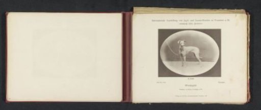 Greyhound Nymphe, which won a second prize at the International Exhibition of Hunting and Luxury Dogs in 1891