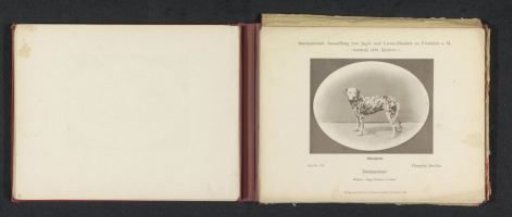 Dalmatian Champion Berolina, which won an honorary prize at the International Exhibition of Hunting and Luxury Dogs in 1891