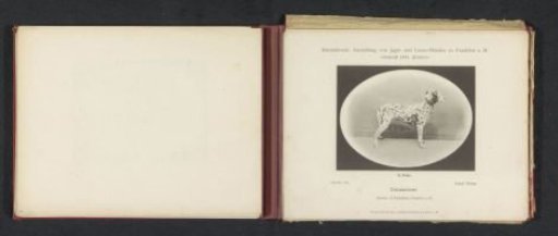 Dalmatian Lissel Porter, which won a second prize at the International Exhibition of Hunting and Luxury Dogs in 1891