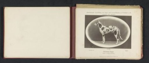 Great Dane Argos, which won a second prize at the International Exhibition of Hunting and Luxury Dogs in 1891