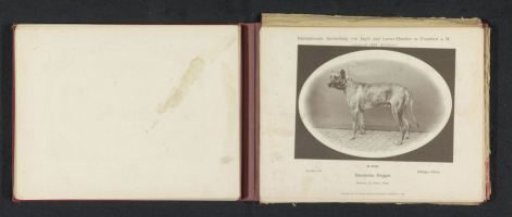 Great Dane Hidalgo, which won a second prize at the International Exhibition of Hunting and Luxury Dogs in 1891