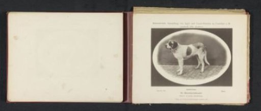 Saint Bernard Mars, who won a prize at the International Exhibition of Hunting and Luxury Dogs in 1891