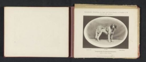 Saint Bernard Erika-Plavia, who won second prize at the International Exhibition of Hunting and Luxury Dogs in 1891