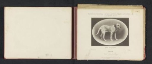 Mastiff Bruce, who won two prizes at the International Exhibition of Hunting and Luxury Dogs in 1891