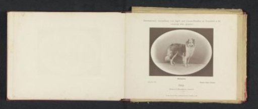 Collie Great-Alne-Norna, who won an honorary prize at the International Exhibition of Hunting and Luxury Dogs in 1891