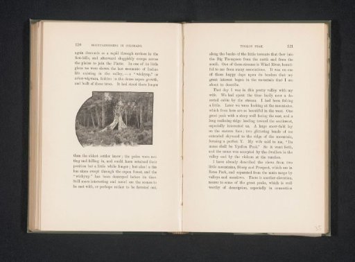 View of a forest with a wigwam