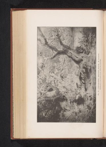 Reproduction of a drawing of birds by a body of water in a forest