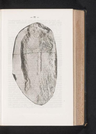 Fossil of a fish