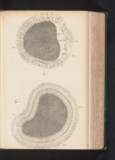 Presumably two microscopic enlargements of cell (nuclei)